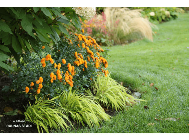 Hakonechloa macra   'All Gold'